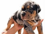 Chiot mâle American Bully non LOF disponible pour juin 2026