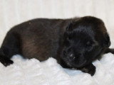 Chiot mâle American Bully non LOF disponible pour juin 2026