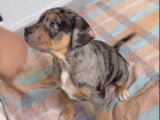 Chiot mâle American Bully non LOF disponible pour juin 2026