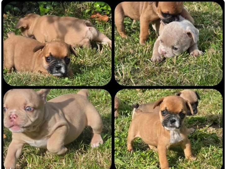 Portée de 7 chiots Bouledogue Français non LOF à réserver
