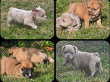 Portée de 7 chiots Bouledogue Français non LOF à réserver
