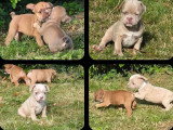 Portée de 7 chiots Bouledogue Français non LOF à réserver