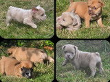 4 chiots mâles Berger Australien LOF nés en avril 2026 à vendre