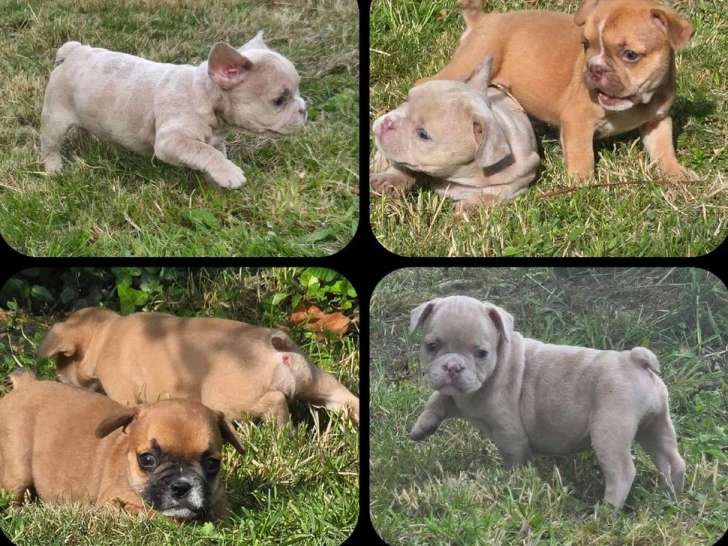4 chiots mâles Berger Australien LOF nés en avril 2026 à vendre