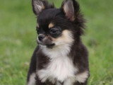 Chiots de race Chihuahua à vendre (2 femelles & 2 mâles)