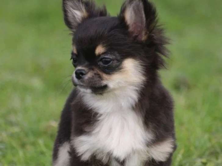 Chiots de race Chihuahua à vendre (2 femelles & 2 mâles)