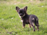 Chiots de race Chihuahua à vendre (2 femelles & 2 mâles)