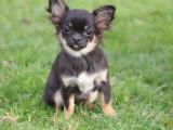 Chiots de race Chihuahua à vendre (2 femelles & 2 mâles)