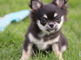 Chiots de race Chihuahua à vendre (2 femelles & 2 mâles)