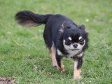Chiots de race Chihuahua à vendre (2 femelles & 2 mâles)