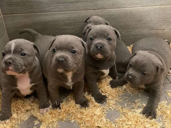 Magnifique chiot mâle Staffordshire Bull Terrier à vendre