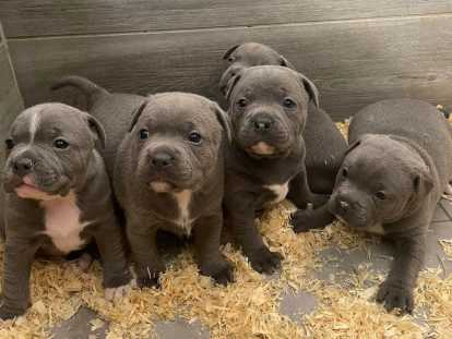 Magnifique chiot mâle Staffordshire Bull Terrier à vendre