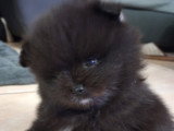 Chiots Spitz Nain Poméranien à vendre