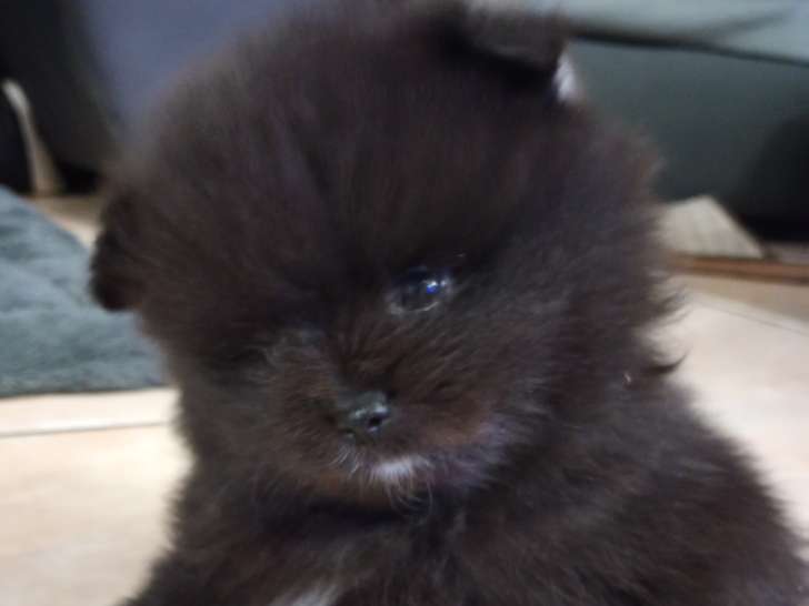 Chiots Spitz Nain Poméranien à vendre