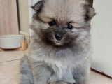 Chiots Spitz Nain Poméranien à vendre