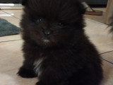 Chiots Spitz Nain Poméranien à vendre