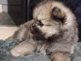Chiots Spitz Nain Poméranien à vendre