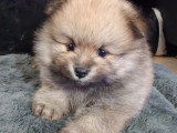 Chiots Spitz Nain Poméranien à vendre