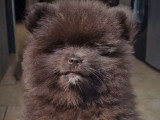 Chiots Spitz Nain Poméranien à vendre