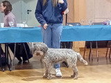 Chiots de race Lagotto Romagnolo à vendre (1 femelle & 4 mâles)