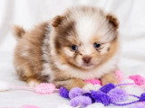Vente de 5 chiots Pomchi non LOF nés en mai 2026