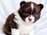 Vente de 5 chiots Pomchi non LOF nés en mai 2026