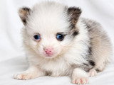 Vente de 5 chiots Pomchi non LOF nés en mai 2026