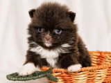 Vente de 5 chiots Pomchi non LOF nés en mai 2026