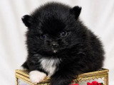 Vente de 5 chiots Pomchi non LOF nés en mai 2026