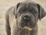 5 chiots Cane Corso LOF d'avril 2026 à vendre