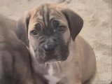 5 chiots Cane Corso LOF d'avril 2026 à vendre