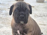5 chiots Cane Corso LOF d'avril 2026 à vendre