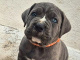 5 chiots Cane Corso LOF d'avril 2026 à vendre