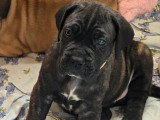 5 chiots Cane Corso LOF d'avril 2026 à vendre