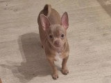 Deux chiots Chihuahua mâles poil court non LOF de janvier 2026 à vendre