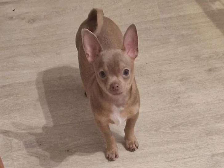 Deux chiots Chihuahua mâles poil court non LOF de janvier 2026 à vendre