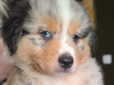 4 chiots Berger Australien LOF disponibles en juin 2026