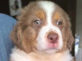 4 chiots Berger Australien LOF disponibles en juin 2026