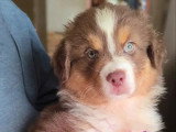 4 chiots Berger Australien LOF disponibles en juin 2026
