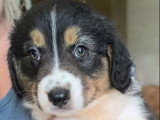 4 chiots Berger Australien LOF disponibles en juin 2026