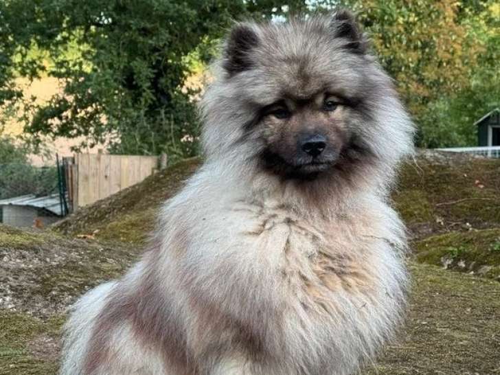 Saillie Spitz Loup LOF mâle fauve confirmé 2 ans
