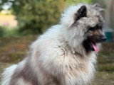 Saillie Spitz Loup LOF mâle fauve confirmé 2 ans