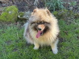 Saillie Spitz Loup LOF mâle fauve confirmé 2 ans