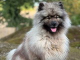 Saillie Spitz Loup LOF mâle fauve confirmé 2 ans