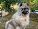 Saillie Spitz Loup LOF mâle fauve confirmé 2 ans