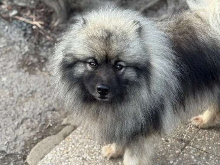 Saillie Spitz Loup LOF mâle fauve confirmé disponible