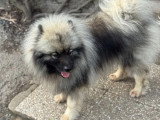Saillie Spitz Loup LOF mâle fauve confirmé disponible