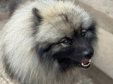 Saillie Spitz Loup LOF mâle fauve confirmé disponible