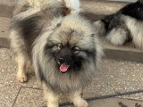Saillie Spitz Loup LOF mâle fauve confirmé disponible
