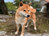 Chien Shiba Inu disponible pour saillie (LOF)